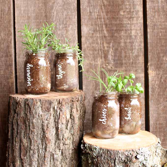 Make a garden in a jar! A fun way to grow herbs this summer! Includes file to cut vinyl on your Cricut for labels!