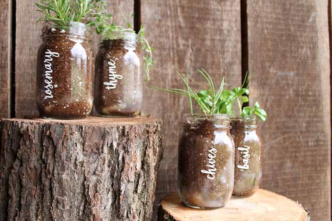 garden in a jar made with a cricut machine