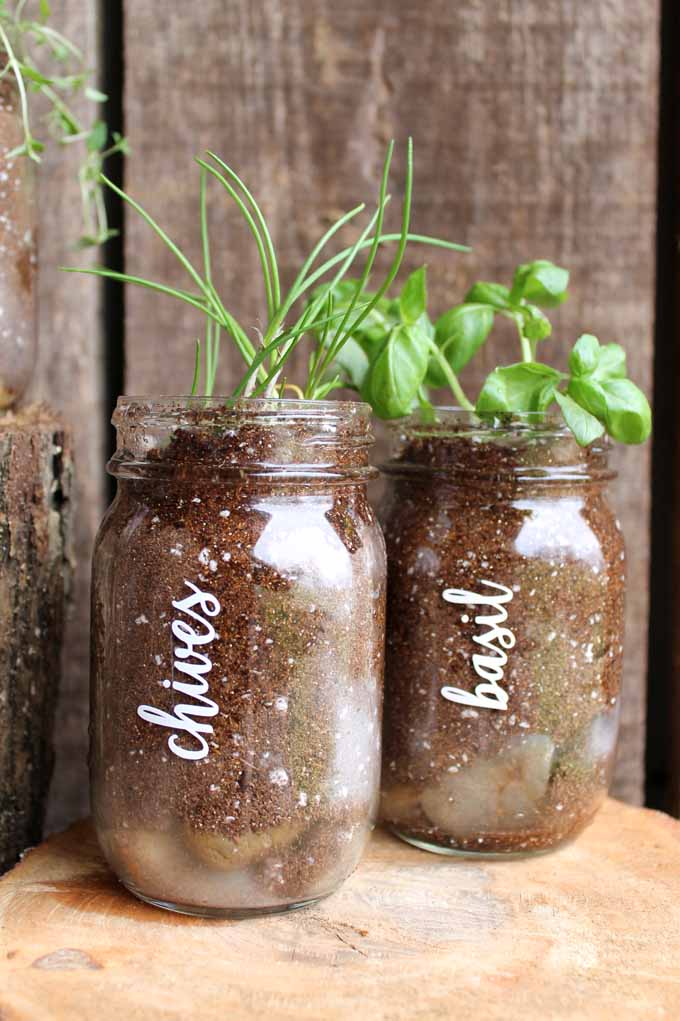 chives and basil in pint mason jars