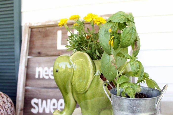 basil in a pot to repel mosquitos