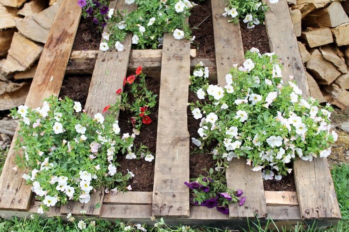 wood pallet with flowers planted in it