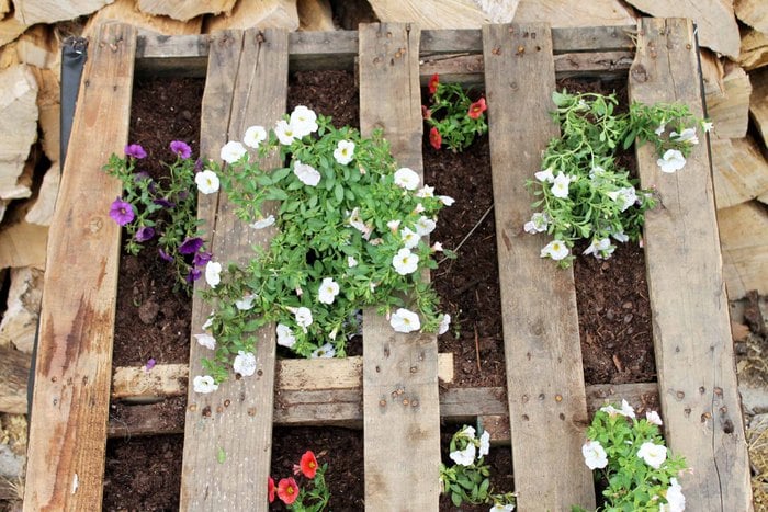 vertical pallet garden