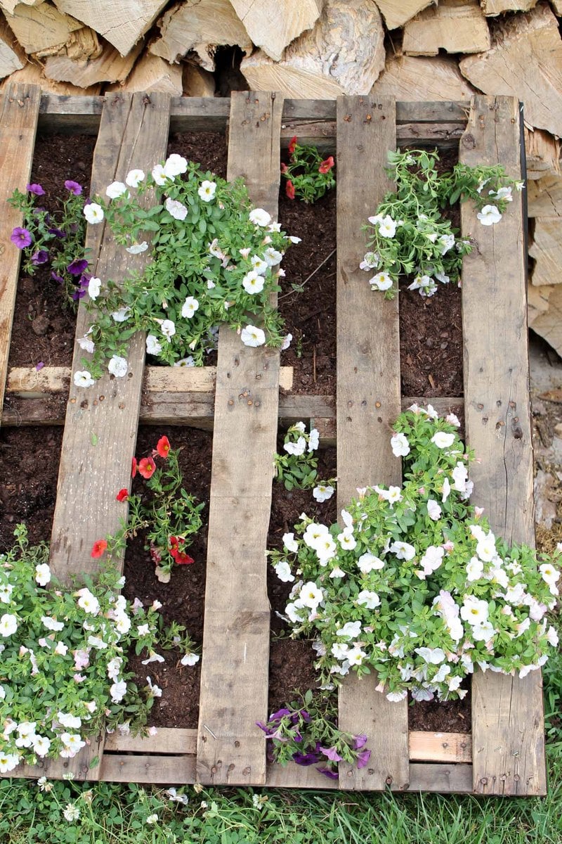 DIY vertical garden with annuals