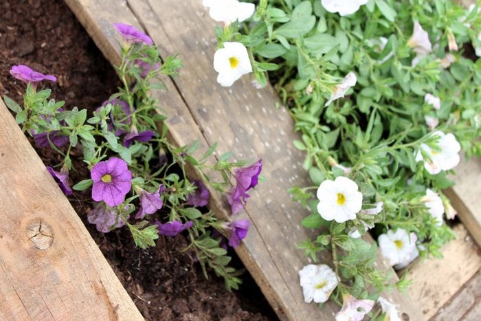 close up of flowers planted in a pallet