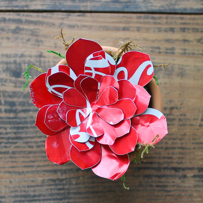 soda can succulent cut on a cricut 