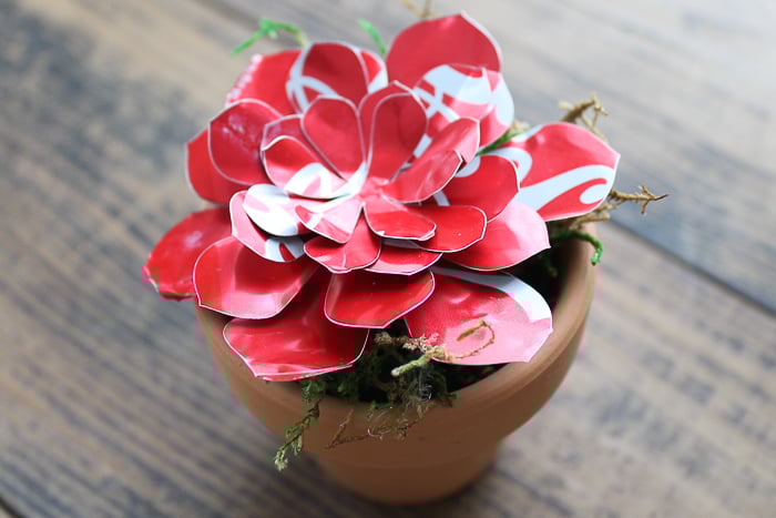 upcycled cricut succulent 