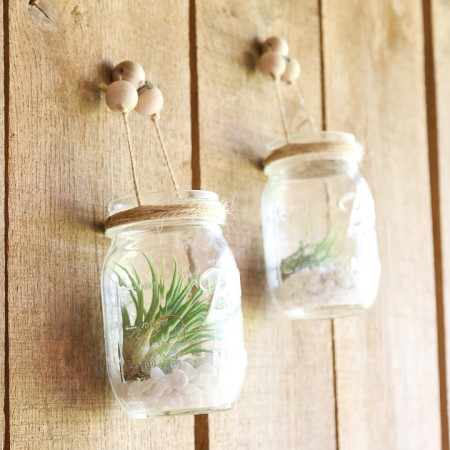 air plants in mason jars