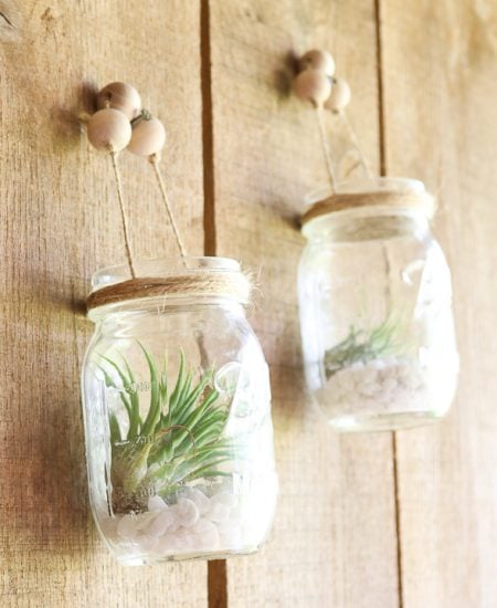 air plants in mason jars