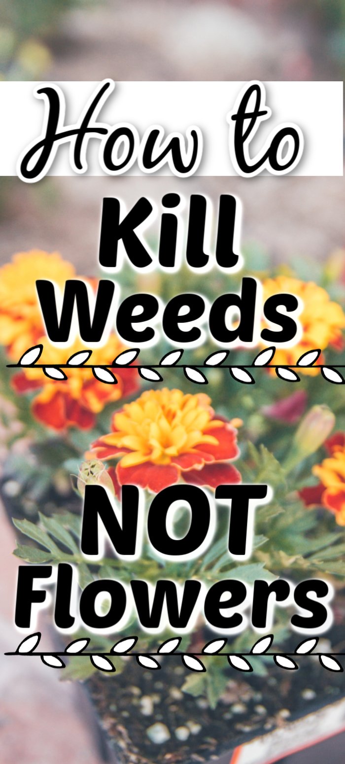 Kill weeds NOT flowers. See this amazing product in action that can be used in your flower bed to kill weeds but leave the flowers perfectly healthy. #garden #gardening #weeds #spring #summer #flowers #flowerbed