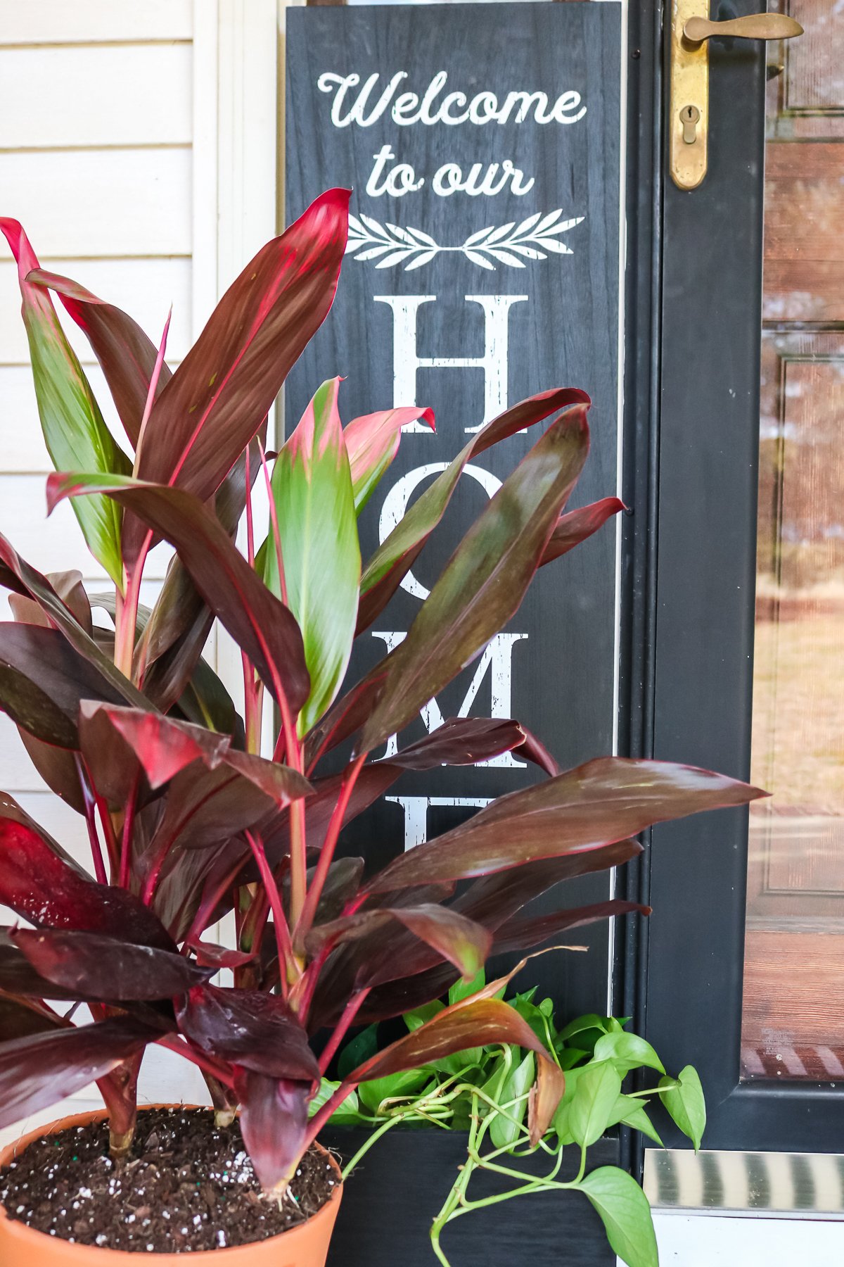 house plants on a porch