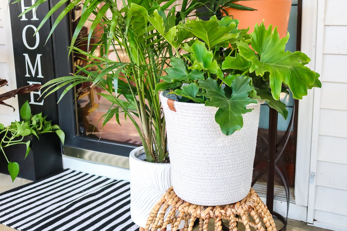 house plant in a basket