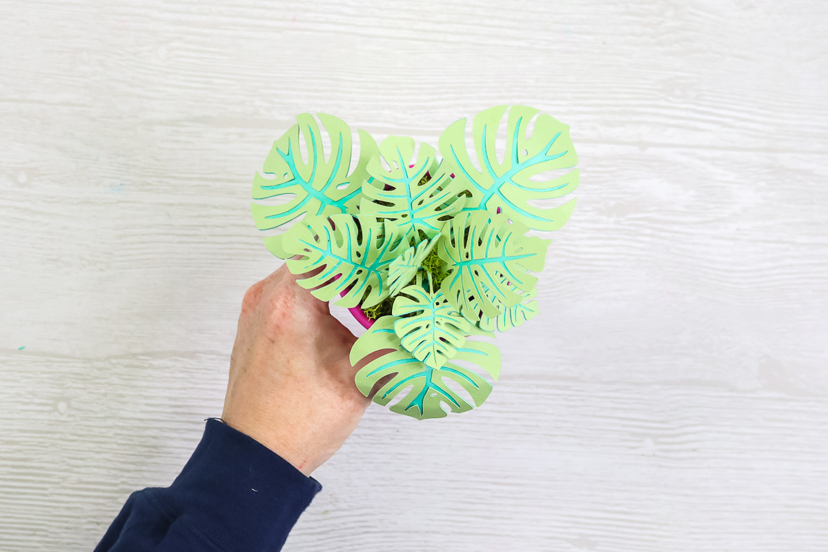 monstera paper plant