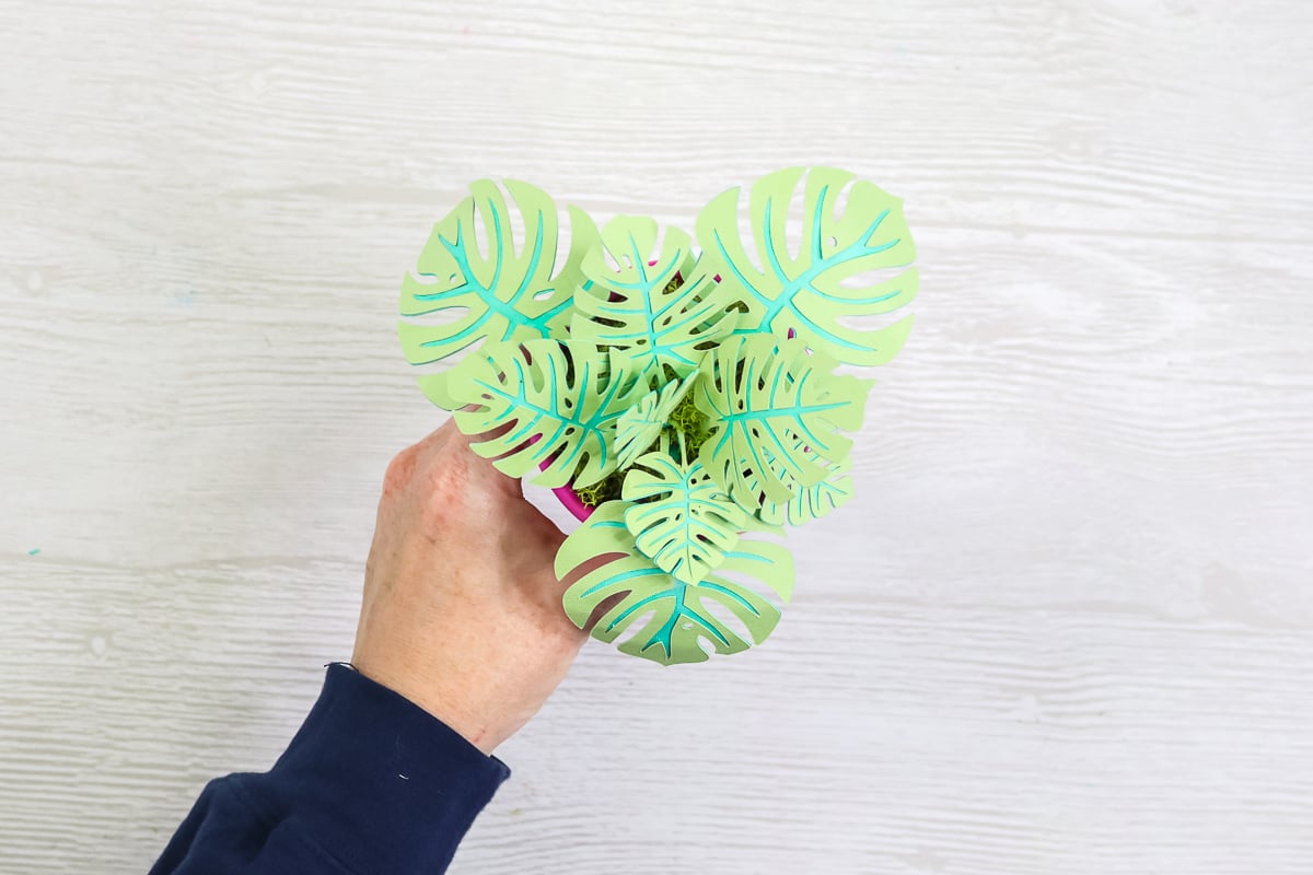 usine de papier monstera