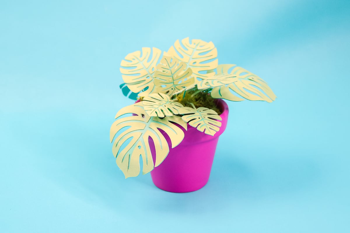 how to make a monstera plant