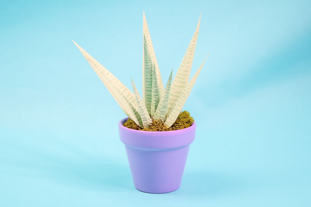 how to make an aloe plant