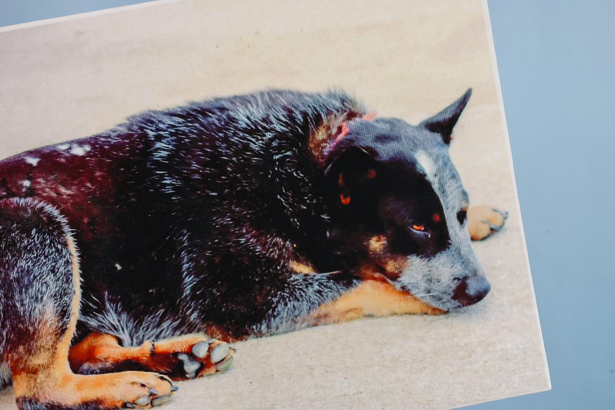 dog picture sublimated on canvas