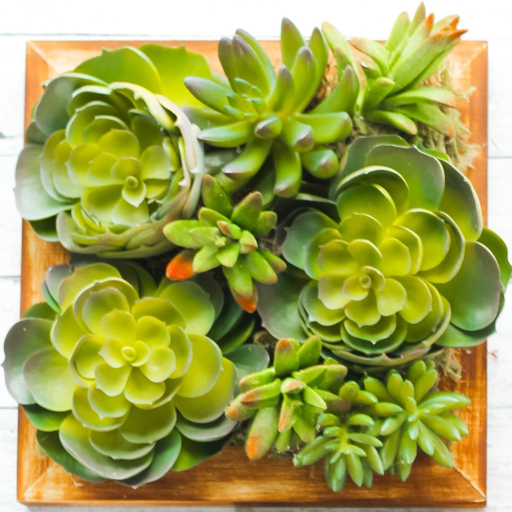 Everyone will fall in love with this faux succulent wall art. The best part is that anyone can make their own wall art in just a few minutes! variety of succulents