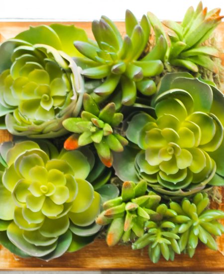 variety of succulents