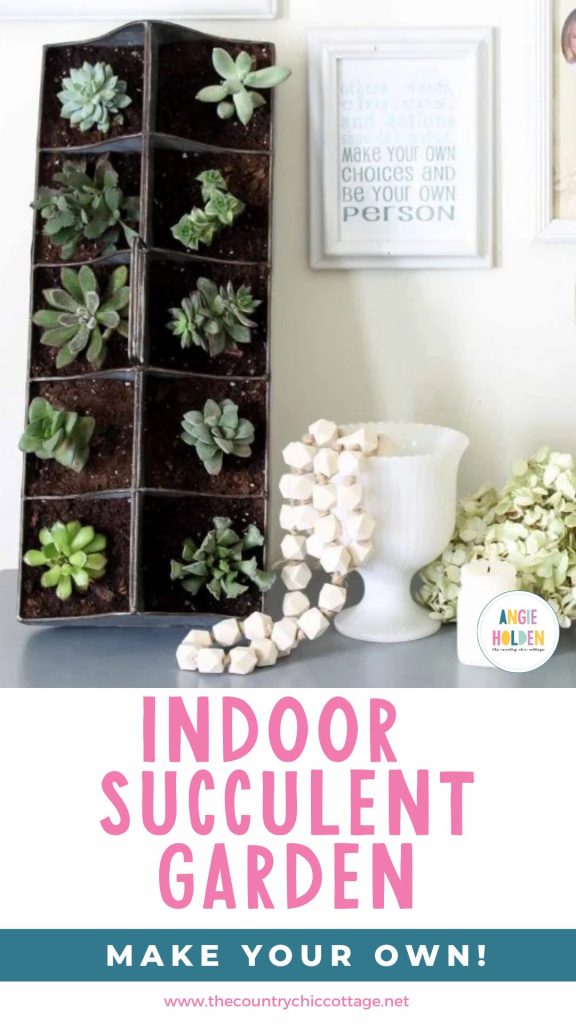 indoor succulent garden