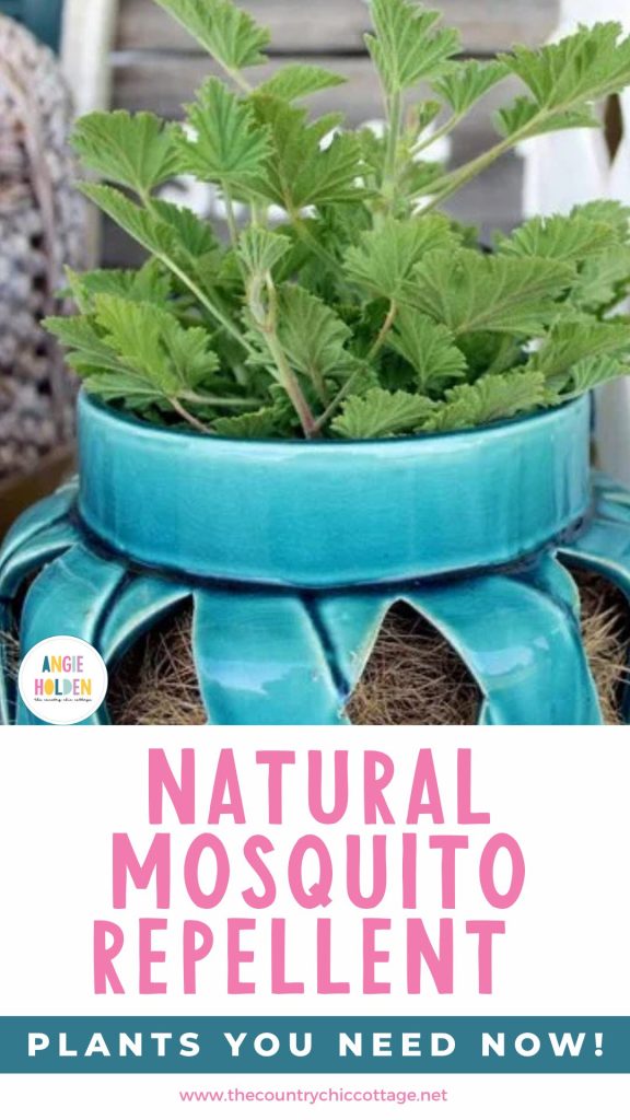 natural mosquito repellent plants