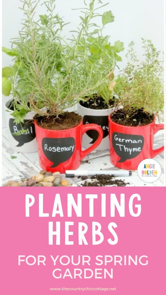 planting herbs