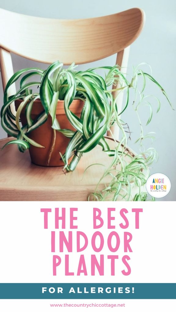 best house plants for allergies